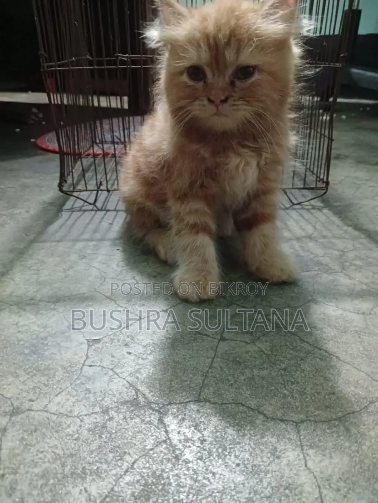 1-3 Months Male Purebred Persian
