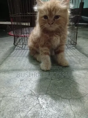 1-3 Months Male Purebred Persian