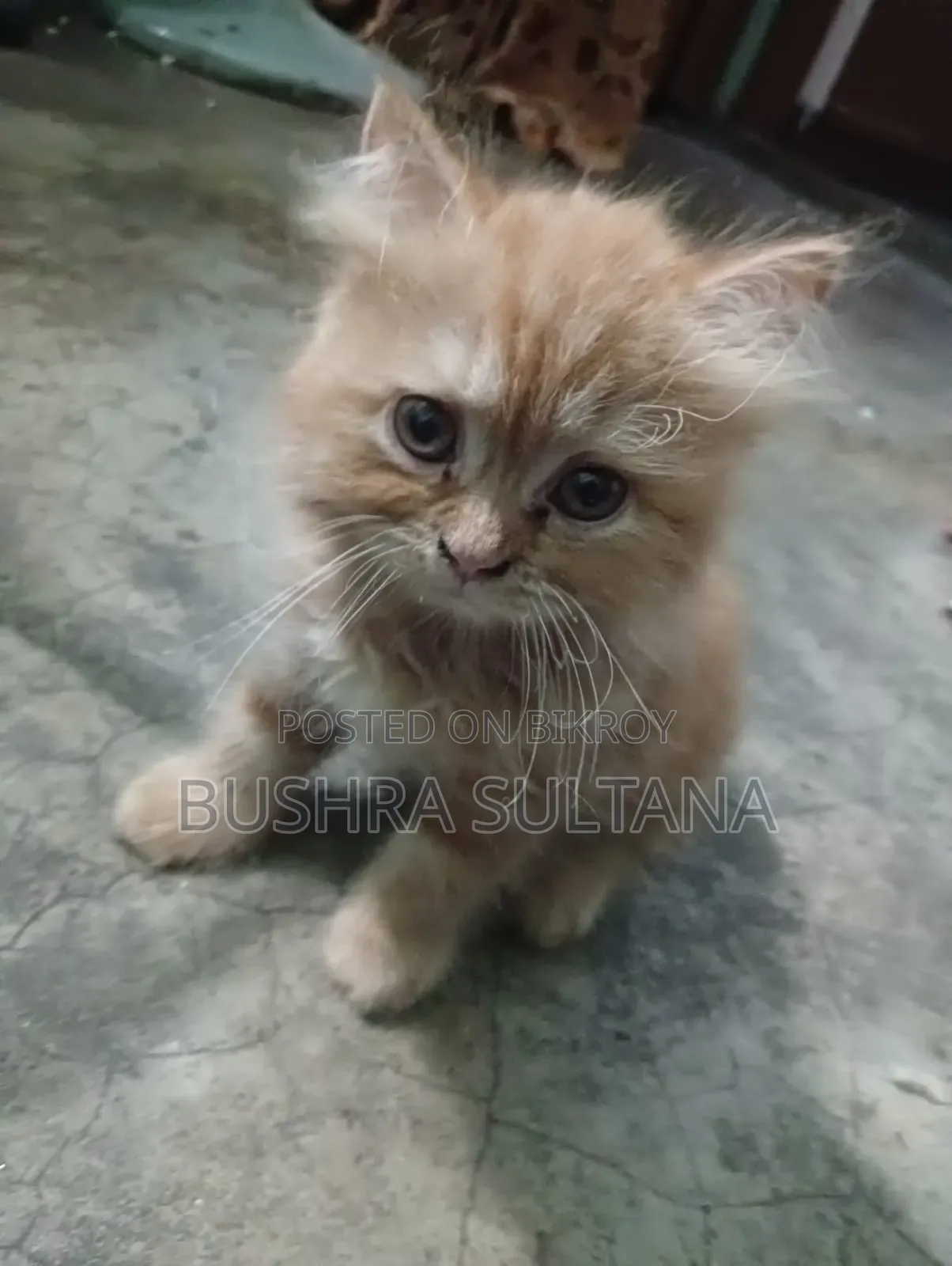 1-3 Months Male Purebred Persian