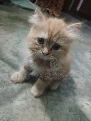 1-3 Months Male Purebred Persian