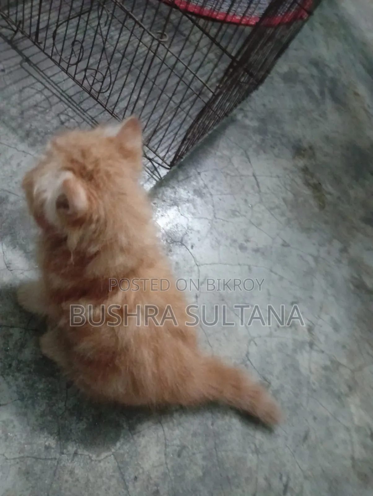 1-3 Months Male Purebred Persian