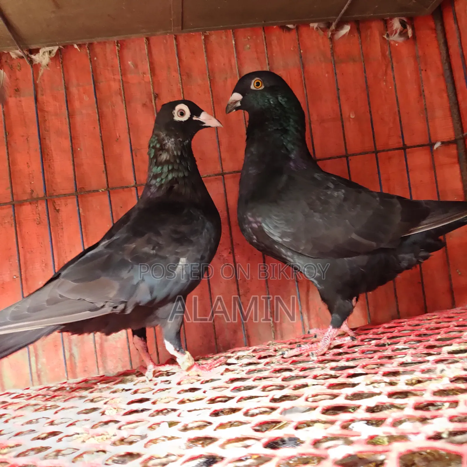 Black Homer Running Pair Currently with Eggs