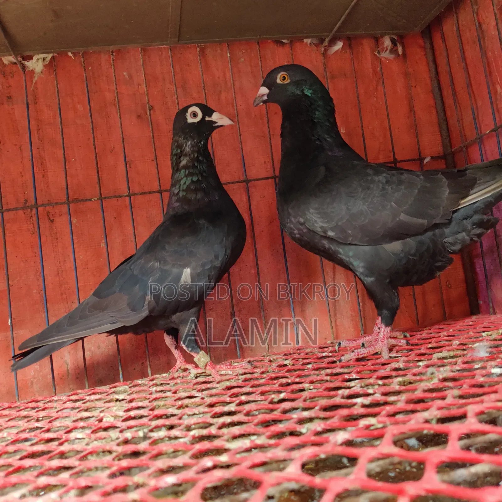 Black Homer Running Pair Currently with Eggs
