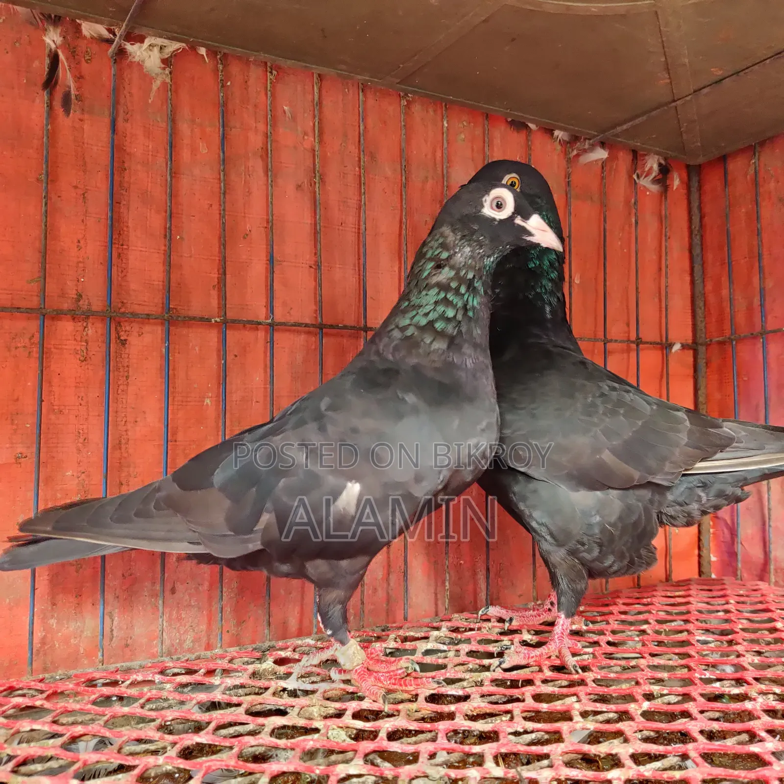 Black Homer Running Pair Currently with Eggs