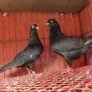 Black Homer Running Pair Currently with Eggs