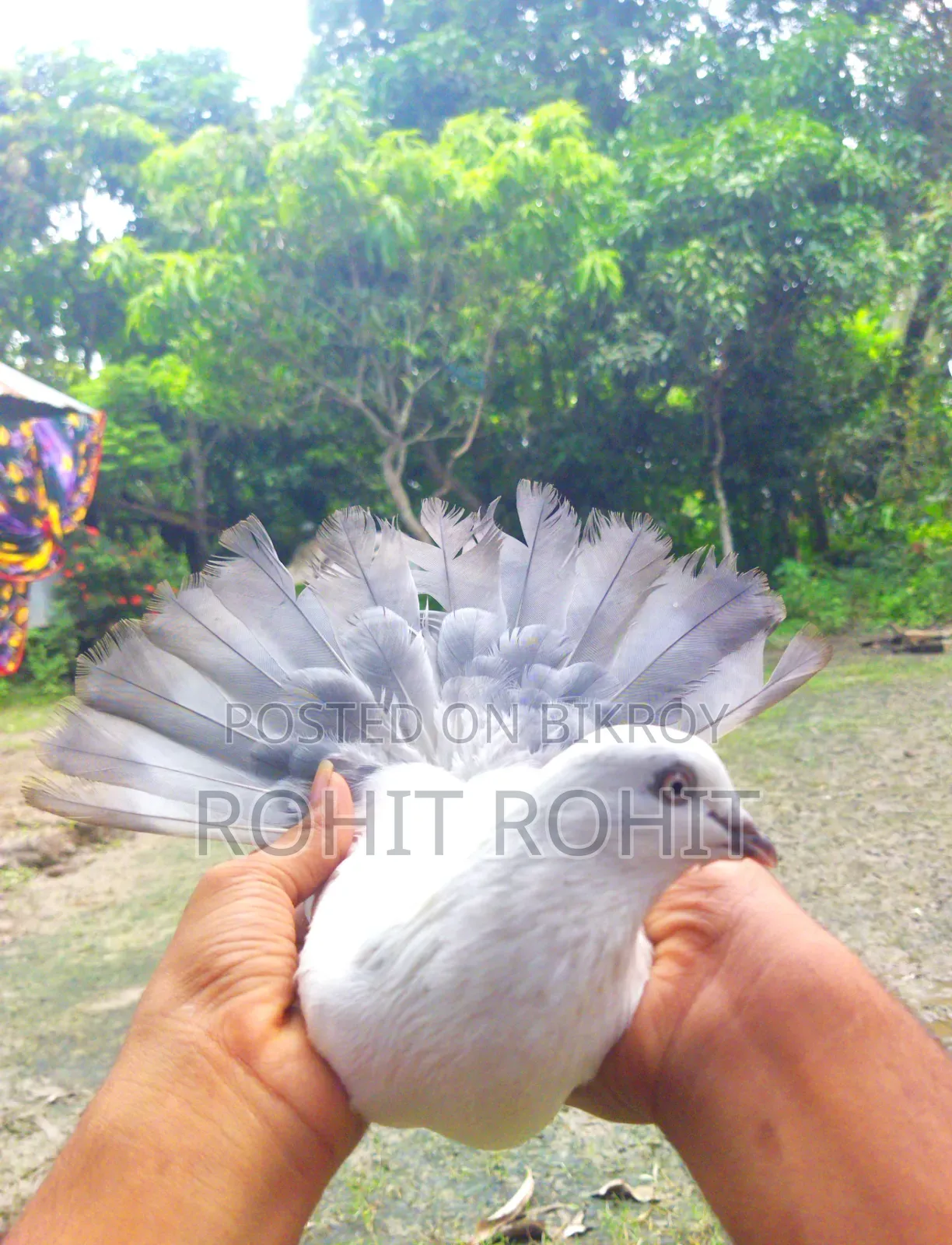 সিলভার দম নর