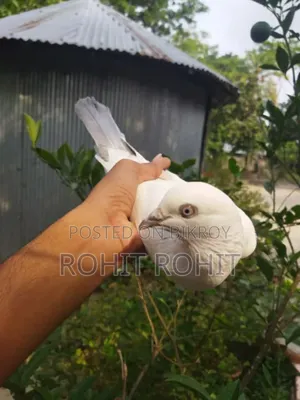 সিলভার দম নর