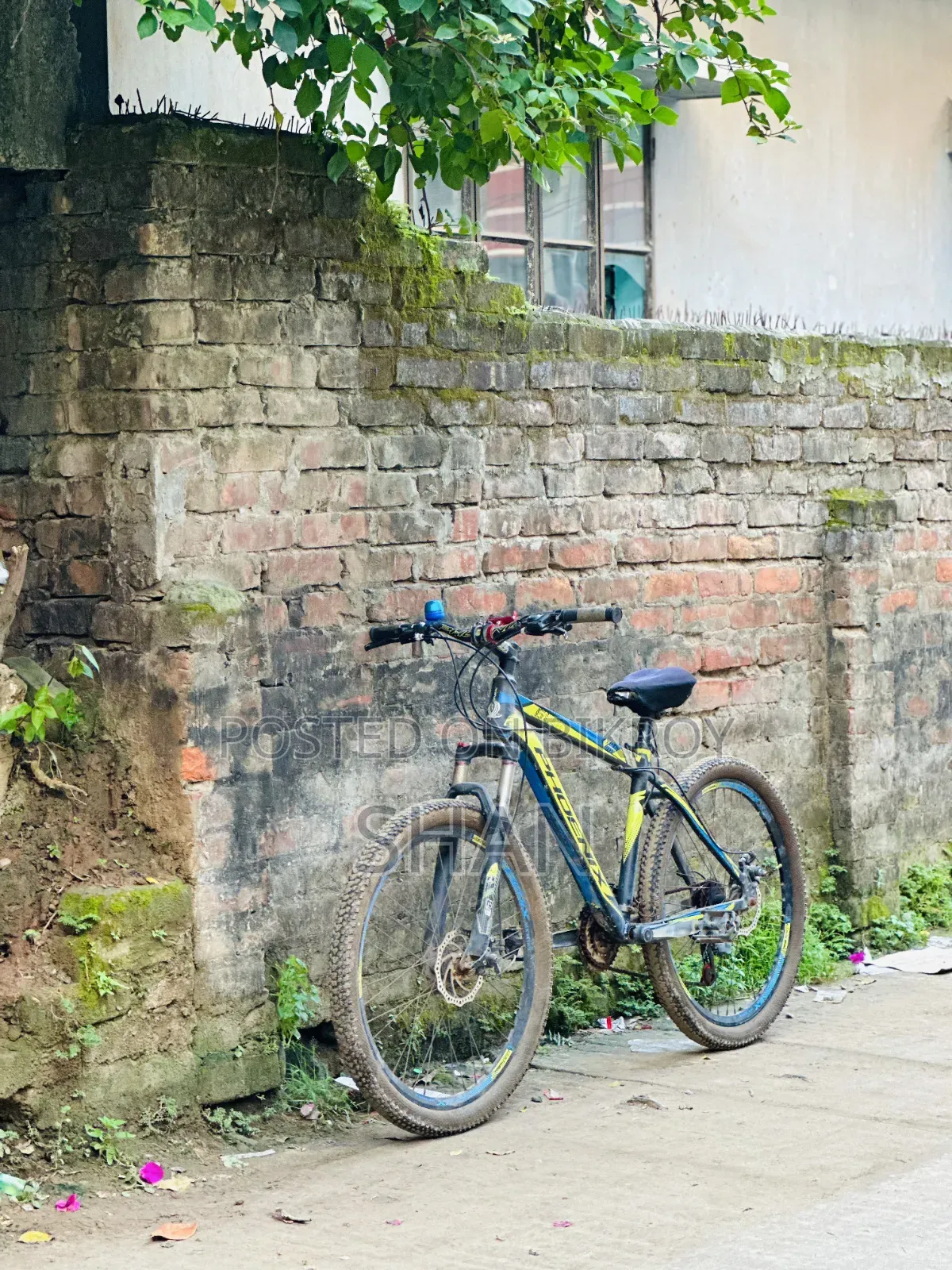 ফিনিক্স সাইকেল