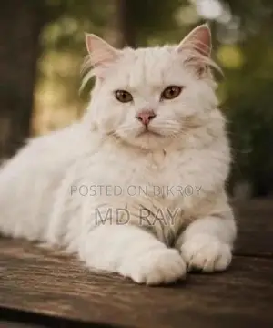 6-12 months Male Purebred Persian