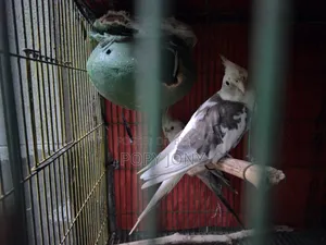 Cockatiel Bird