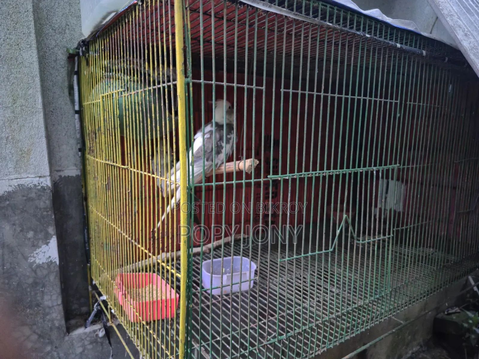 Cockatiel Bird Ring