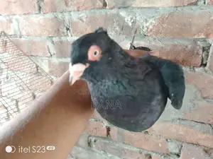Jak Lal Giar Nor