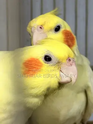 লোটিনো ককাটেইল (রানিং পেয়ার)