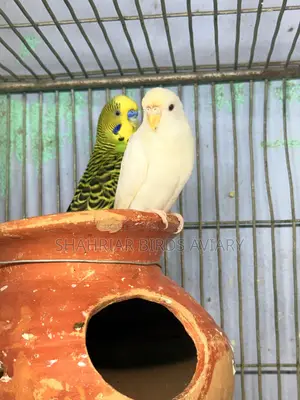 রানিং বাজরিগার পাখি