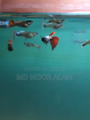 মিক্স গাপ্পি সেল হবে।।।।