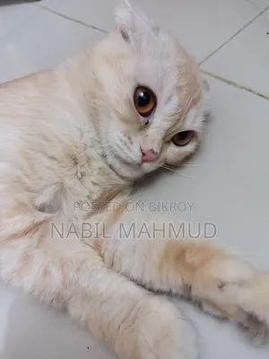 1+ Year Female Mixed Breed Cat