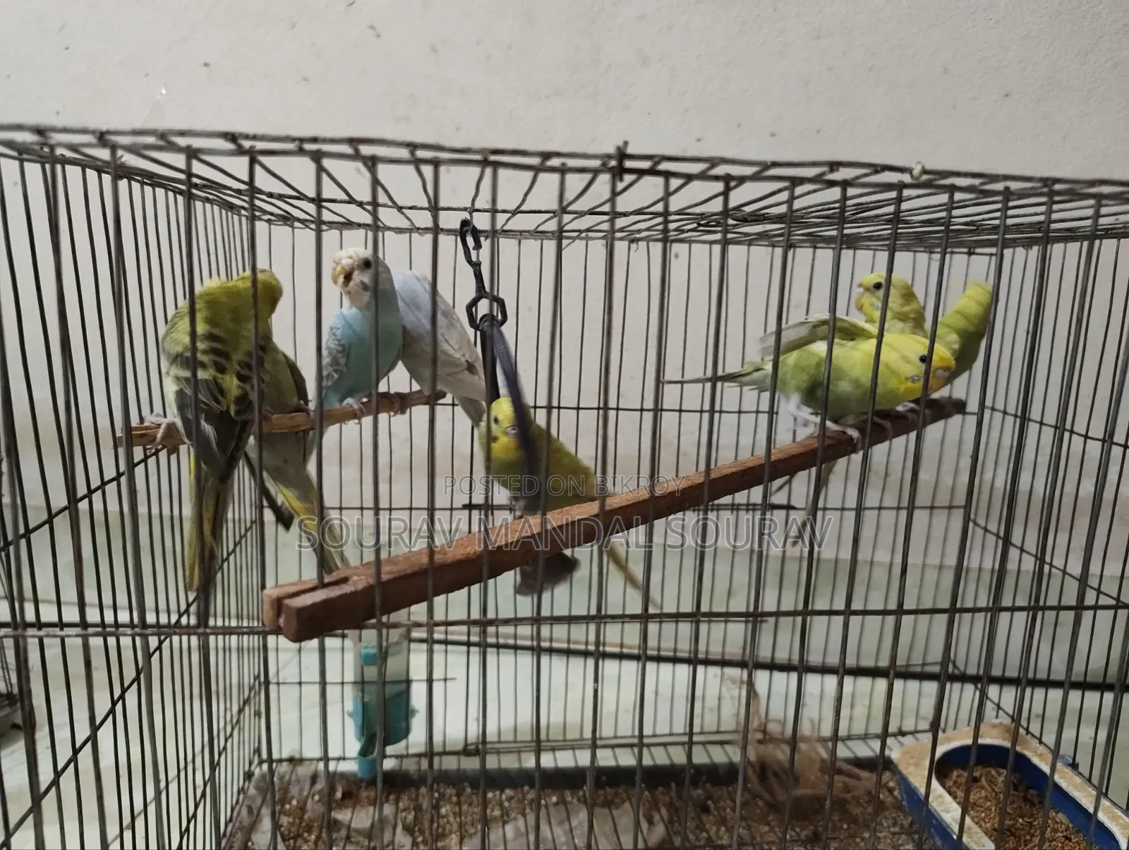 Budgerigar Birds for Sale