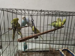 Budgerigar Birds for Sale