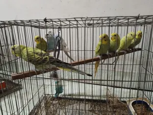 Budgerigar Birds for Sale