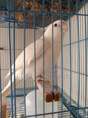 Running Albino Cocktail