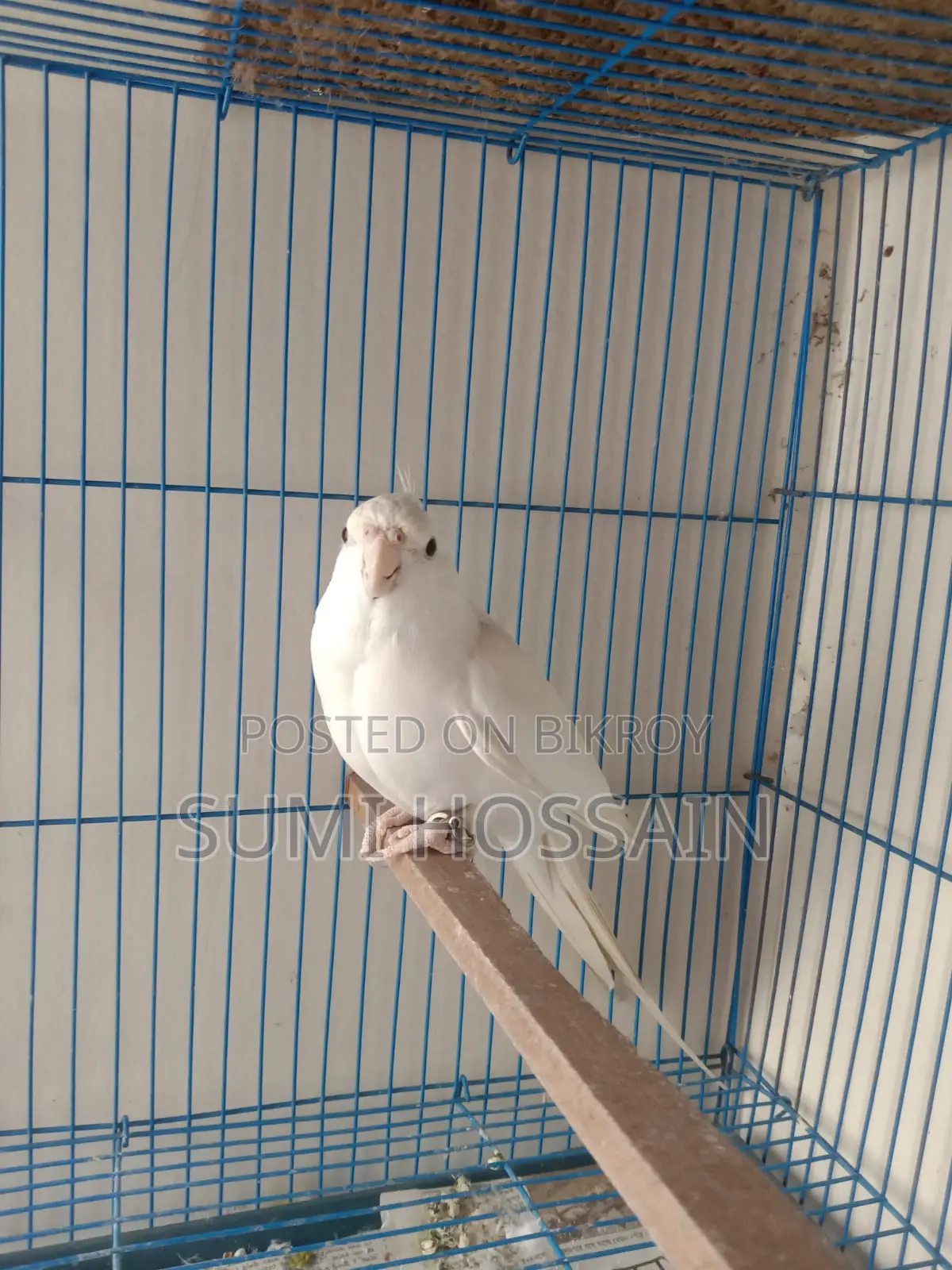 Running Albino Cocktail