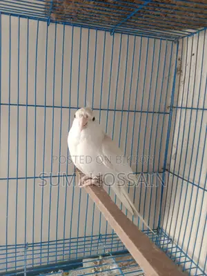Running Albino Cocktail