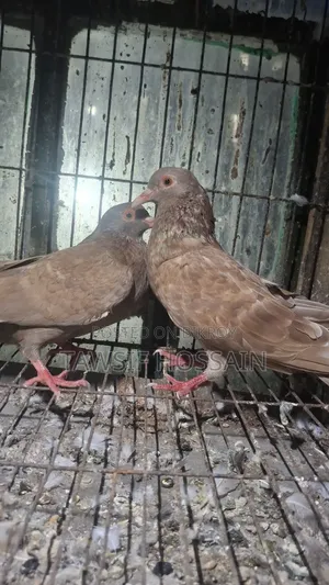 লাল ময়না কবুতর