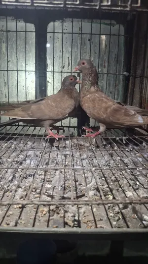 লাল ময়না কবুতর