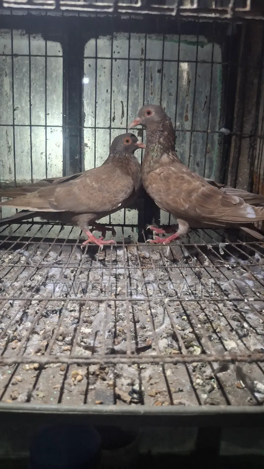 লাল ময়না কবুতর