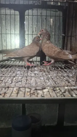 লাল ময়না কবুতর