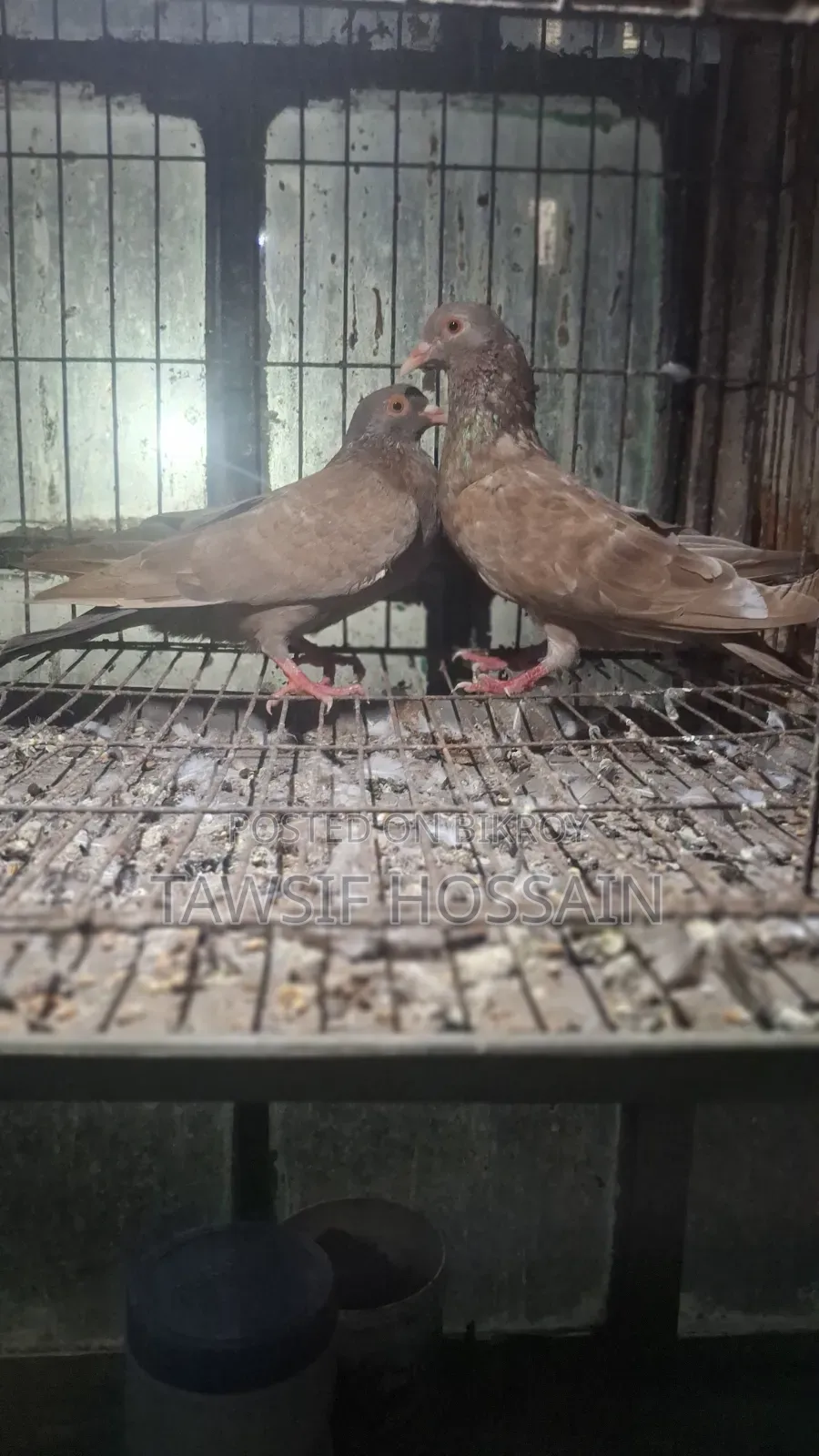 লাল ময়না কবুতর