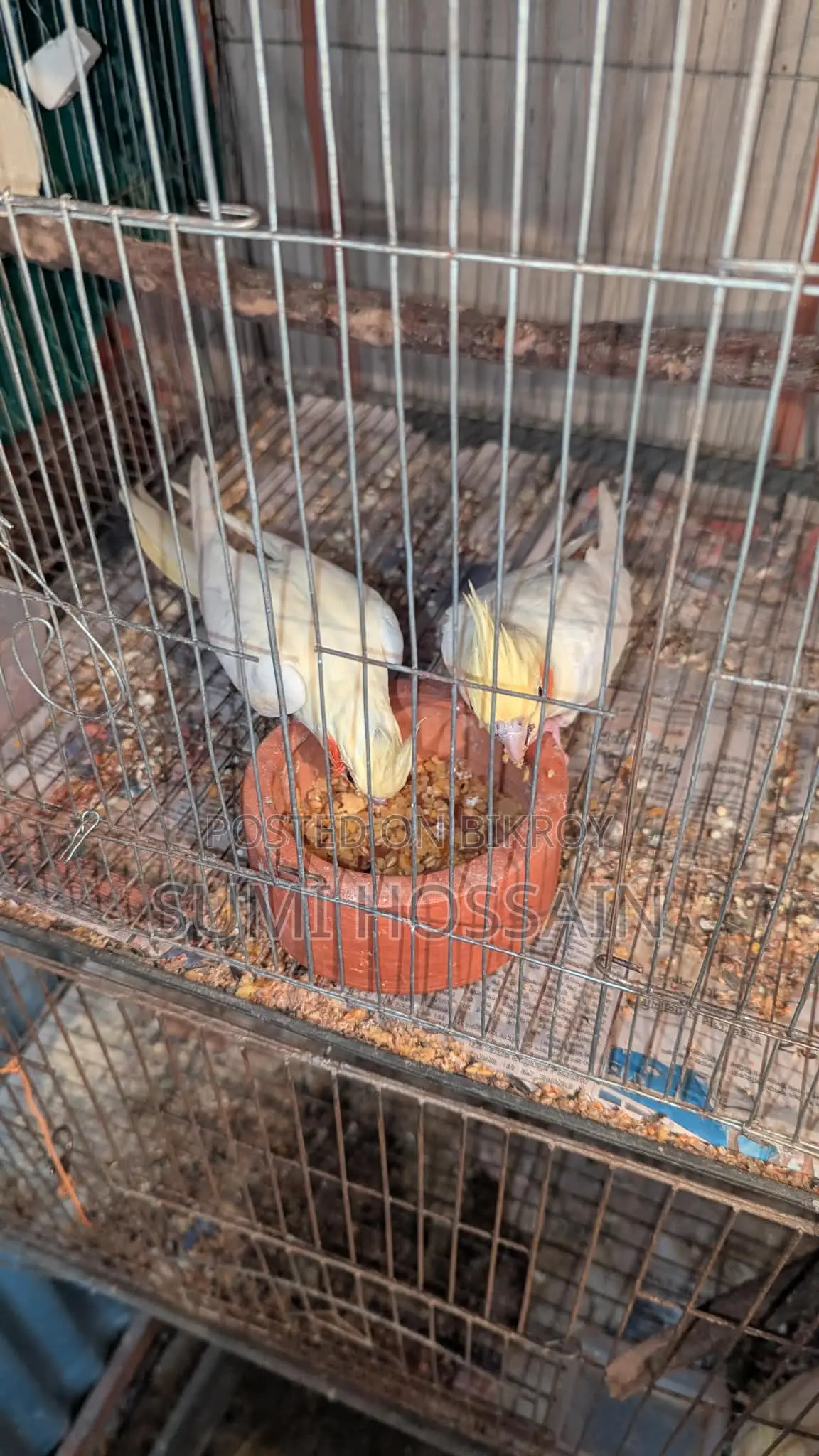 Master Pair Cocktail