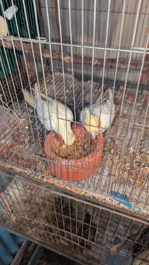 Master Pair Cocktail