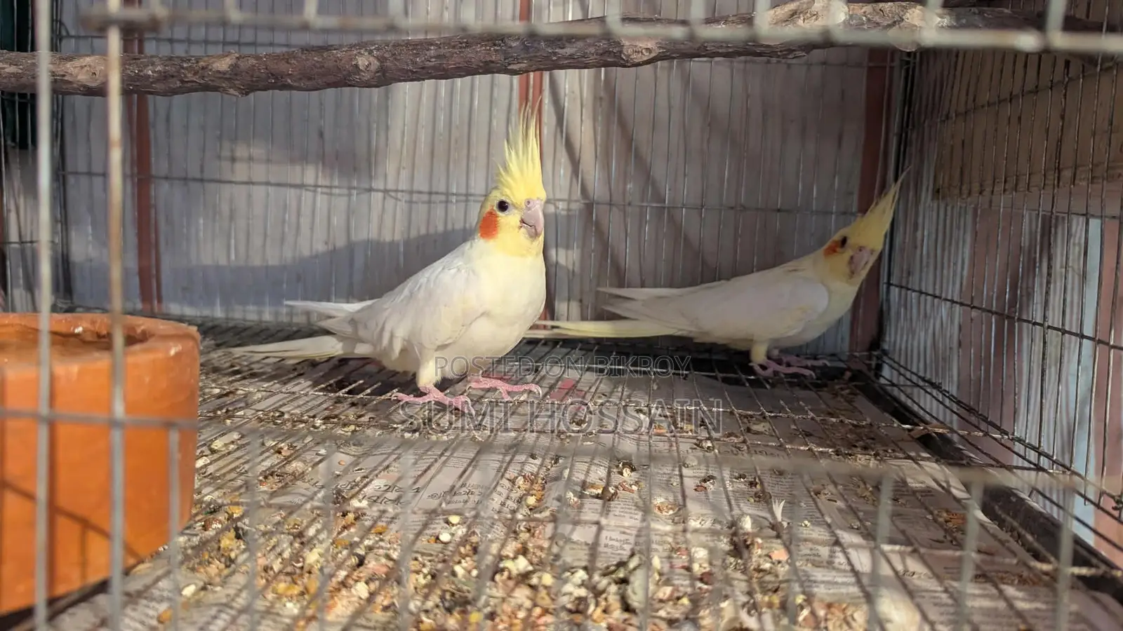 Master Pair Cocktail