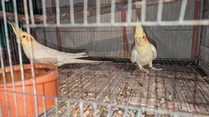 Master Pair Cocktail