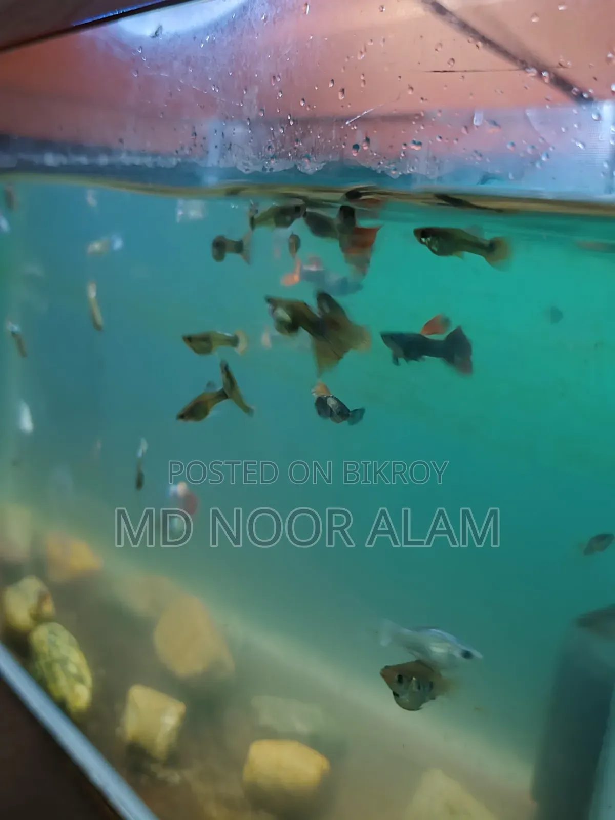 মিক্স গাপ্পি সেল হবে।।।।