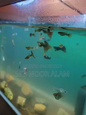 মিক্স গাপ্পি সেল হবে।।।।