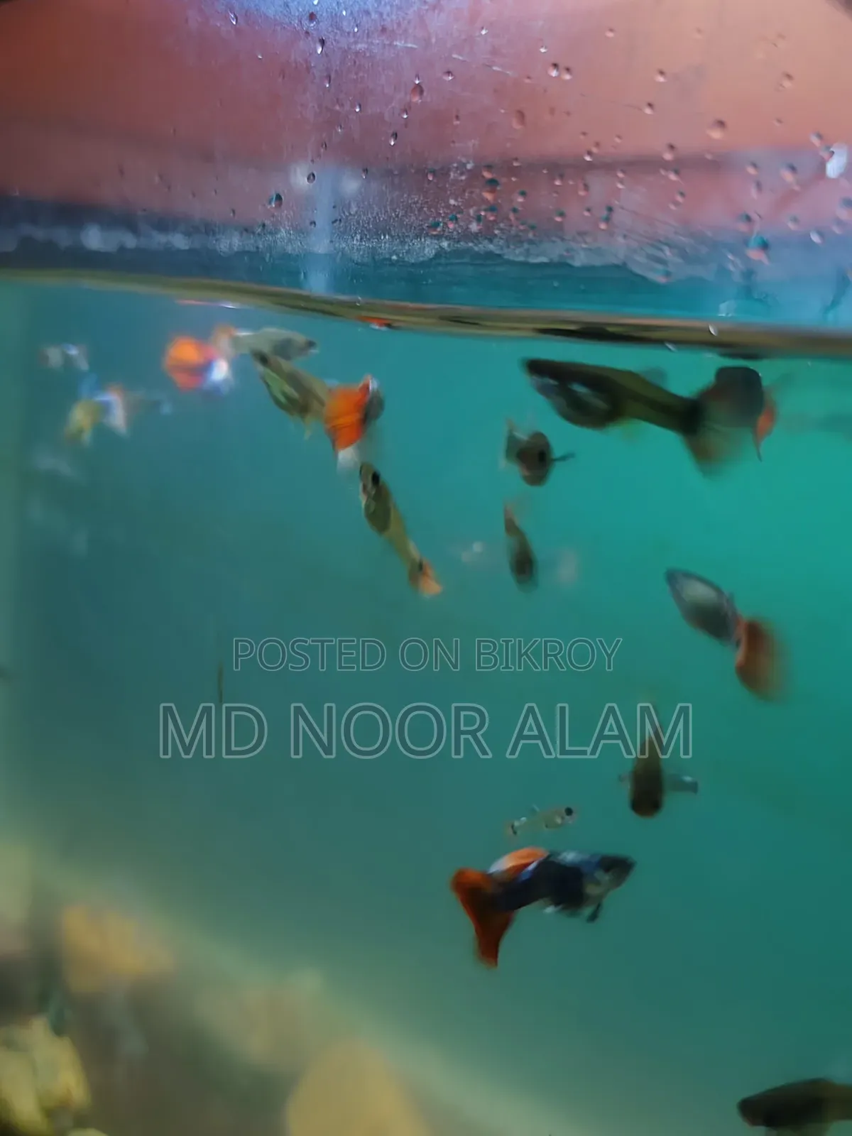 মিক্স গাপ্পি সেল হবে।।।।