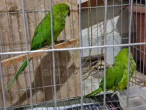 টিয়া পাখি