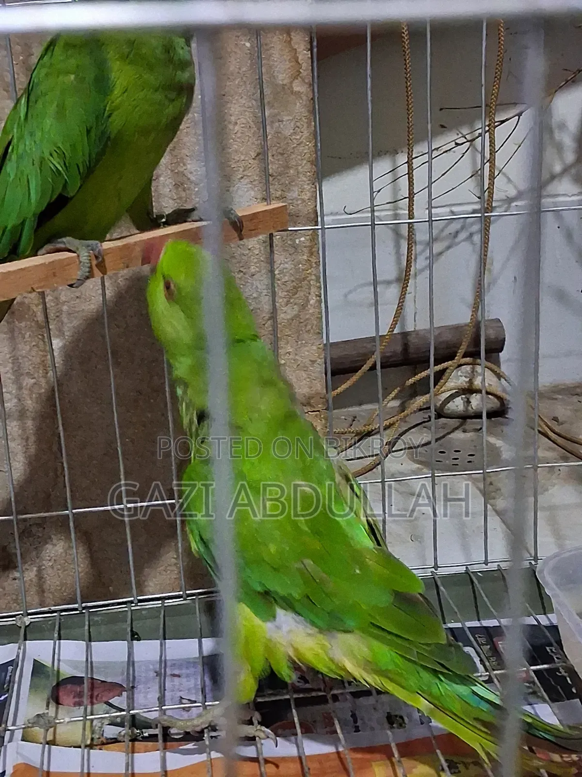 টিয়া পাখি