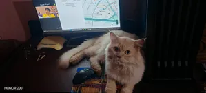 1+ Year Male Purebred Persian