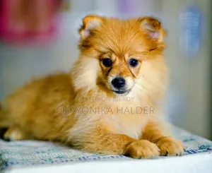 1-3 Months Male Purebred Pomeranian