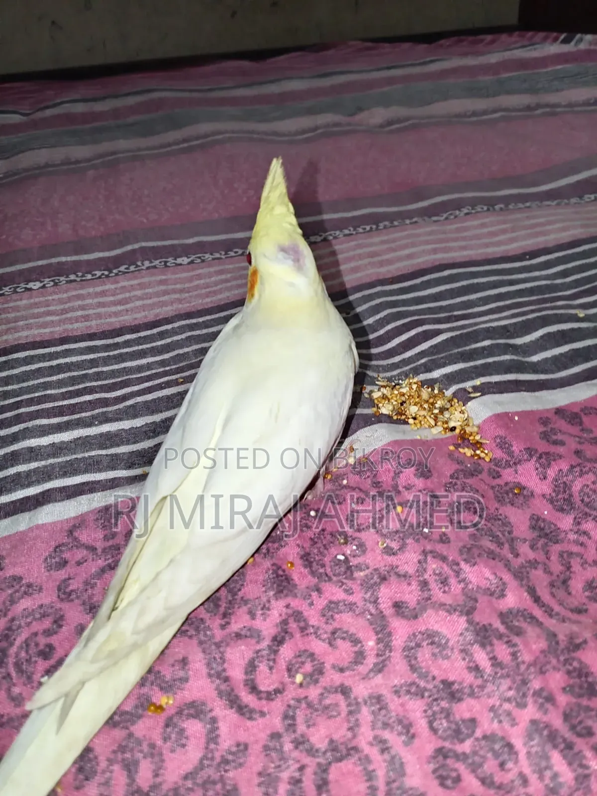 লুটিনো কোকাটেল পাখি