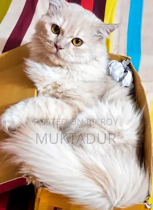 1+ Year Male Purebred Persian