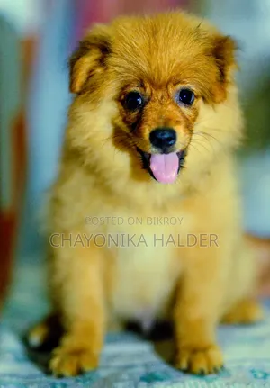 1-3 Months Male Purebred Pomeranian