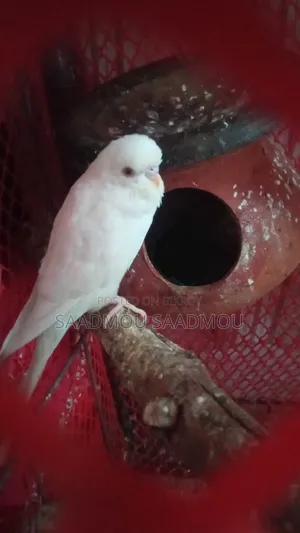 Albino Red Eye