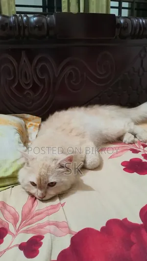 6-12 Months Male Purebred Persian