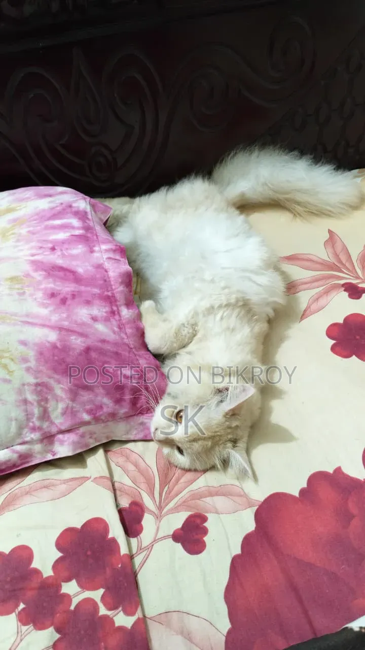 6-12 Months Male Purebred Persian