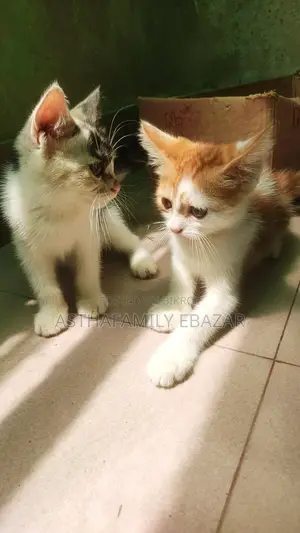 ১-৩ মাসের ছেলে মিক্সড ব্রিড পারসিয়ান