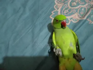 Parrot